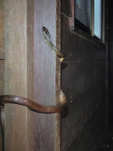 Brown Tree Snake sighting