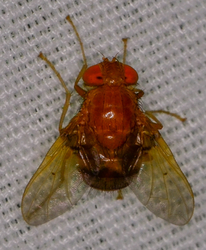 Ormia brevicornis