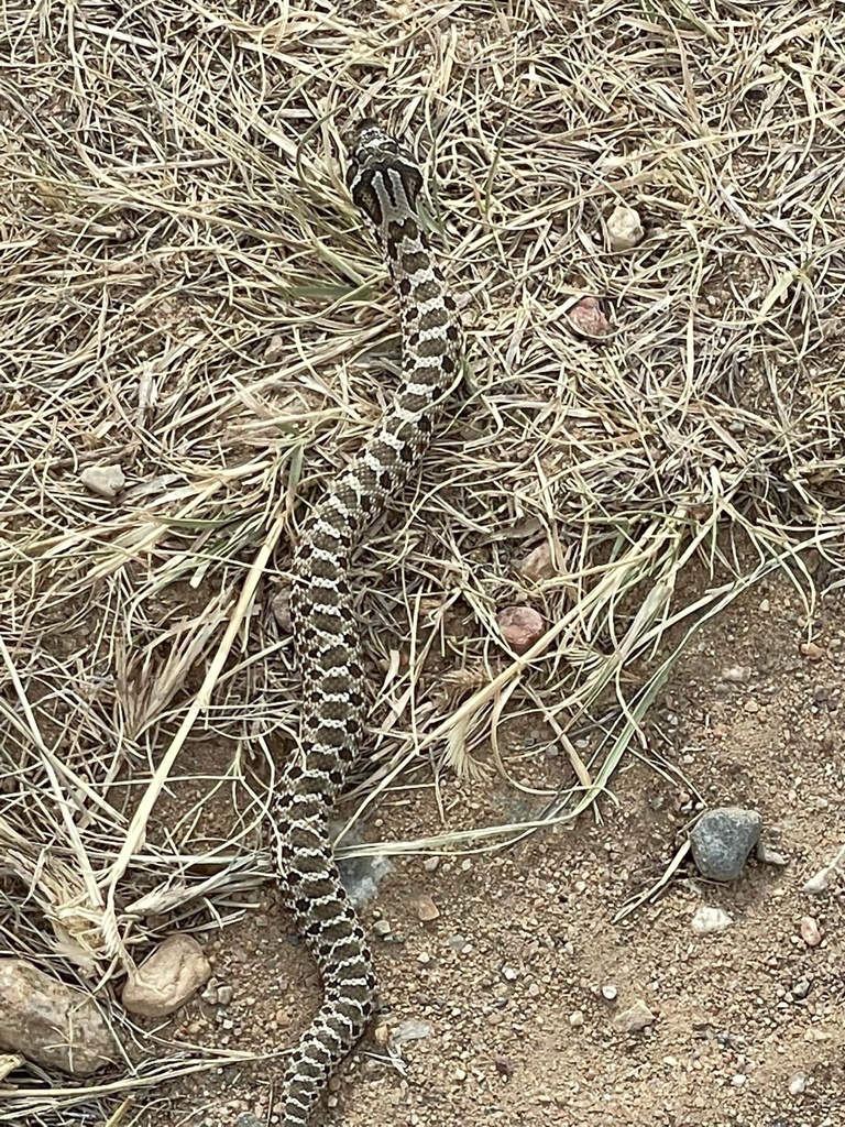 Plains Hognose Snake from Walsenburg, CO, US on September 21, 2022 at