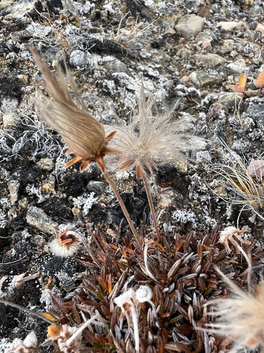 Entireleaf Mountain-Avens
