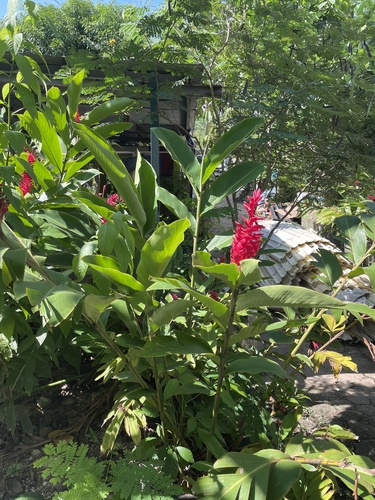 Red Ginger