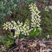 Dendrobium speciosum - Photo (c) Matt Cornwall, כל הזכויות שמורות, הועלה על ידי Matt Cornwall