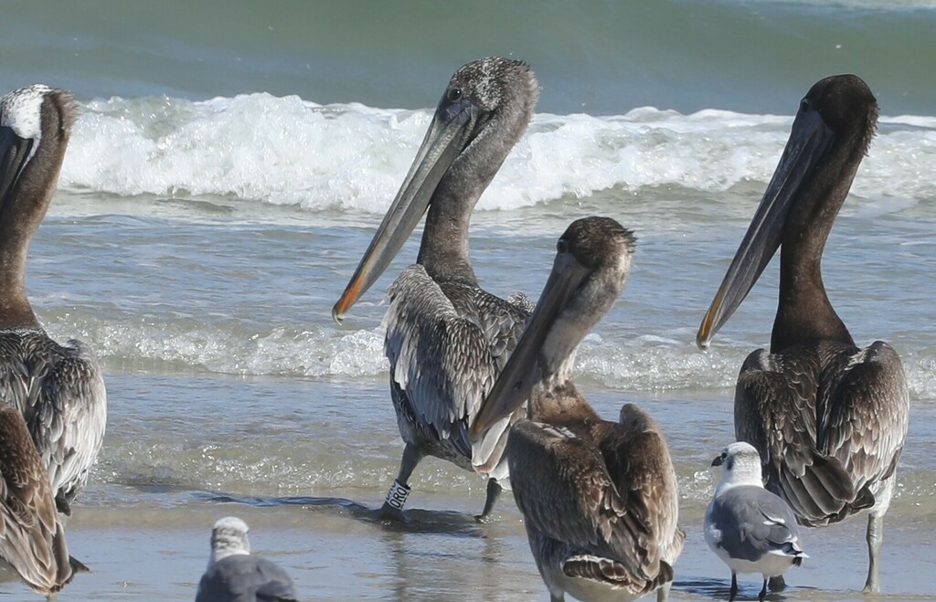 Brown Pelican from TX-361, Port Aransas, TX 78373, USA on September 21