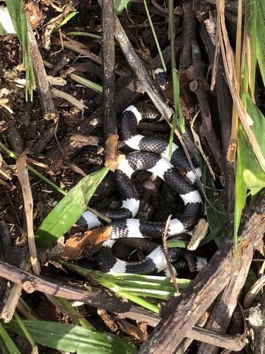 Eastern Bandy Bandy sighting