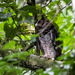 Shelley's Eagle-Owl - Photo (c) Ben Schweinhart, all rights reserved, uploaded by Ben Schweinhart