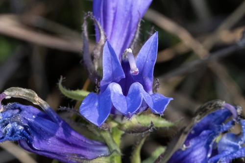 Lobelia siphilitica var. siphilitica