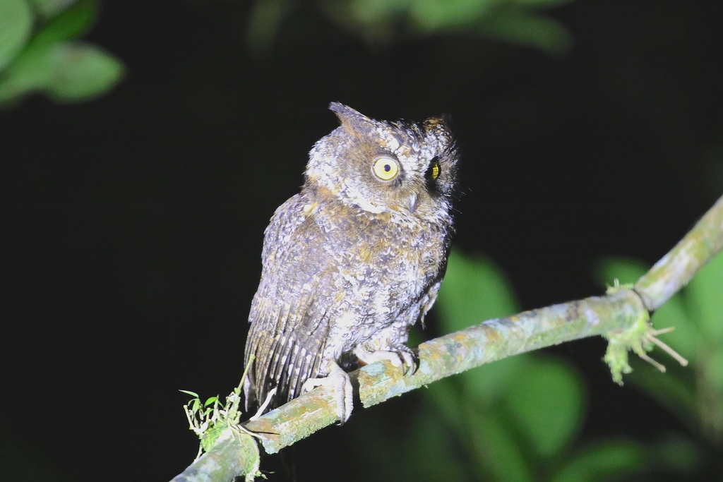 Luzon Scops-Owl photo