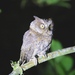 Luzon Scops-Owl - Photo (c) Gil Ewing, all rights reserved, uploaded by Gil Ewing