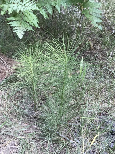 iNaturalist observation photo of great horsetail