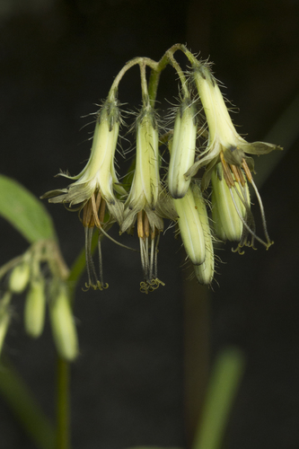 Roan Mountain rattlesnakeroot (Prenanthes roanensis)