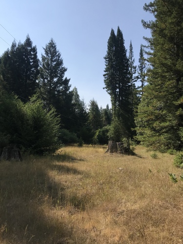 iNaturalist observation photo of coast redwood