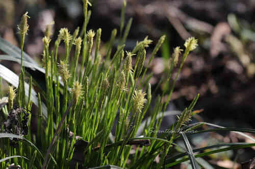 Carex kiangsuensis