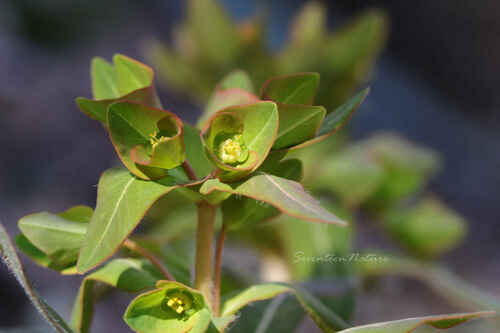 Euphorbia ebracteolata