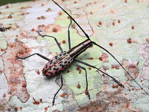 Macrochenus