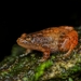Kempholey Night Frog - Photo (c) Stein Sajan, all rights reserved, uploaded by Stein Sajan