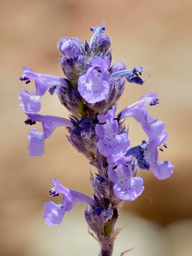 Nepeta teydea Webb & Berthel.