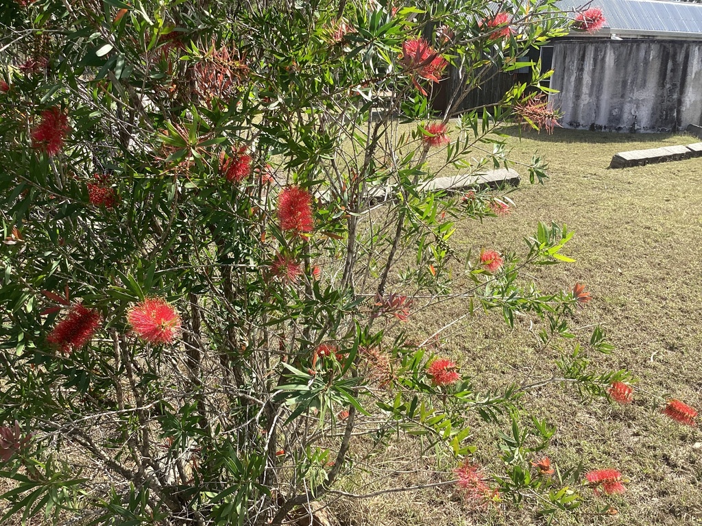 Callistemon from Sandringham Rd, Sandringham, QLD, AU on September 14 ...