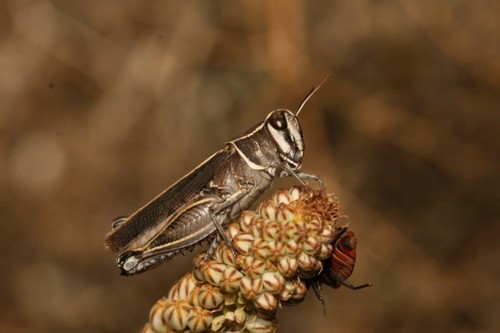 Barbary Grasshopper