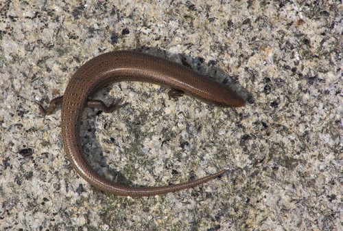 Bedriaga's Skink