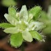 Dichondra repens - Photo (c) nomennudum, kaikki oikeudet pidätetään, lähettänyt nomennudum