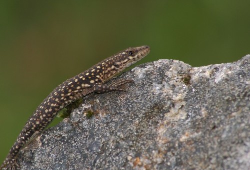 Podarcis lusitanicus