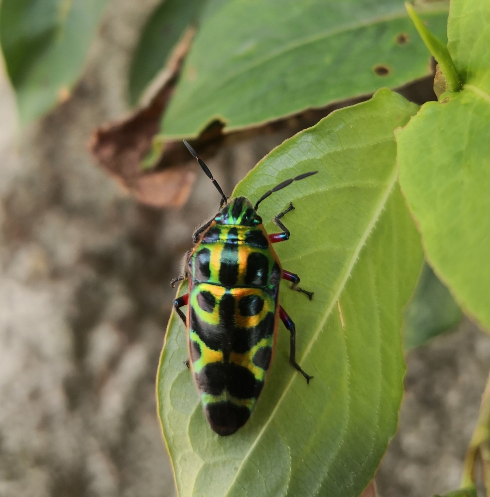 Scutellera nepalensis from 陽明山公園 on September 21, 2022 at 1042 AM by