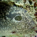 Diplosoma spongiforme - Photo (c) Stefan Pav, all rights reserved, uploaded by Stefan Pav
