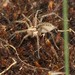 Labyrinth Spider - Photo (c) EBIOPT, all rights reserved, uploaded by EBIOPT