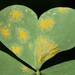 Oxalis Rust - Photo (c) nomennudum, all rights reserved, uploaded by nomennudum