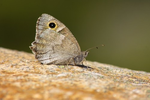 Tree Grayling