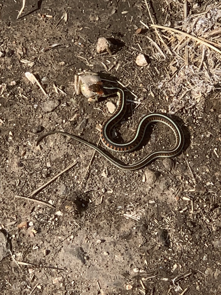 California Red-sided Garter Snake in September 2022 by As The Road ...