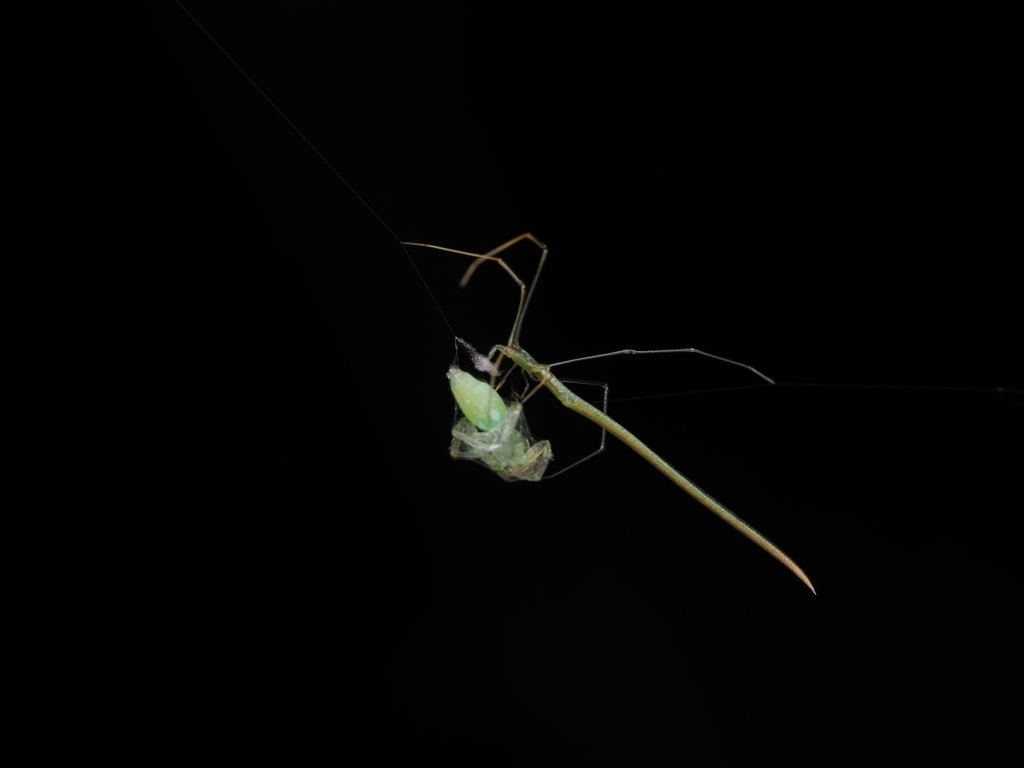 Ariamnes flagellum from 6JFG+3WM, Dadadahalli, Karnataka 570008, India ...