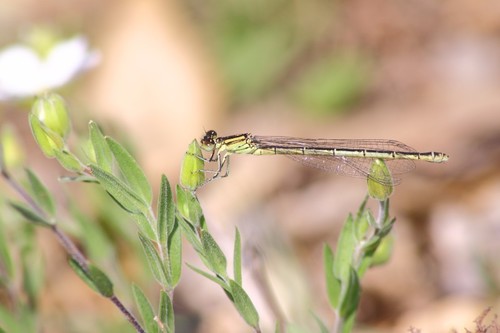 Goblet-marked Damselfly