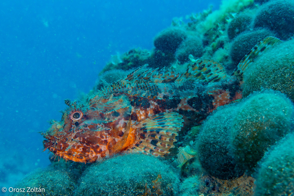 Red scorpionfish