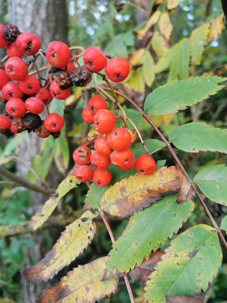 European Mountain Ash From Uvininkai 76167 Lietuva On 22 September   Large 