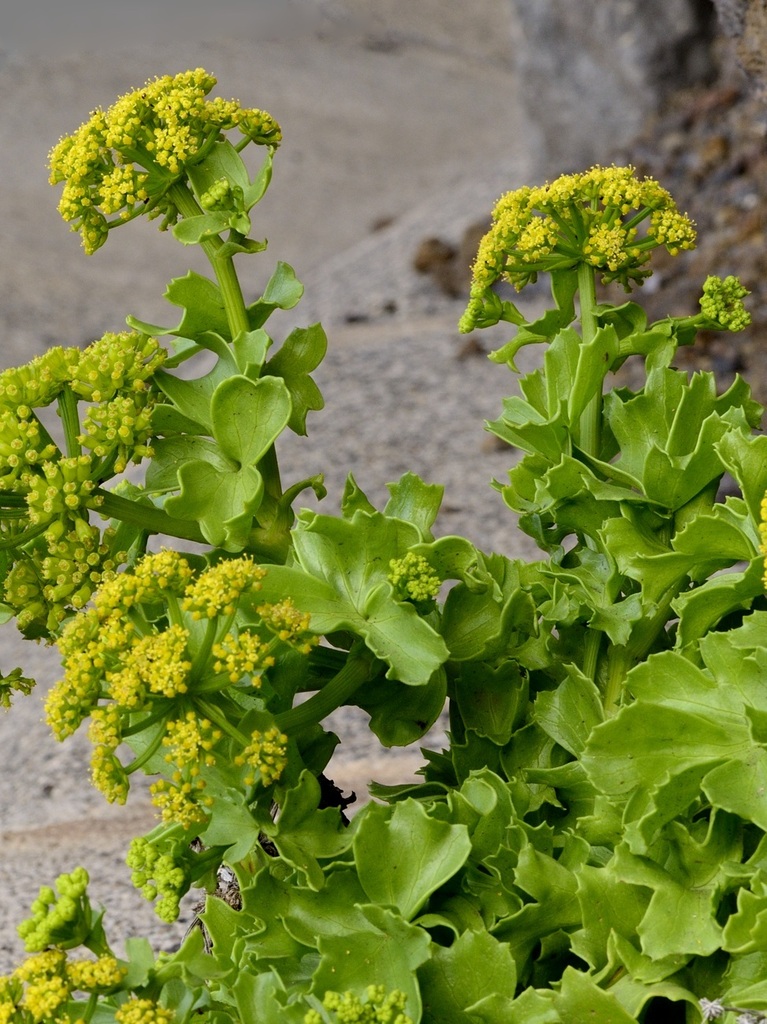 Servilleta de mar