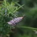 Chrysocrambus dentuellus - Photo (c) EBIOPT, all rights reserved, uploaded by EBIOPT