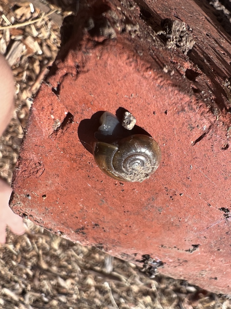 Draparnaud's Glass Snail from Northgate High School, Walnut Creek, CA ...