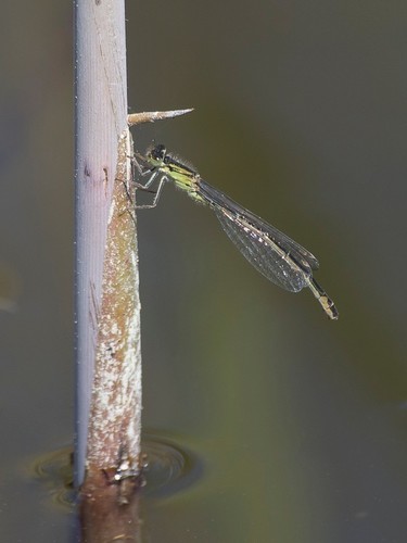 Iberian Bluetail