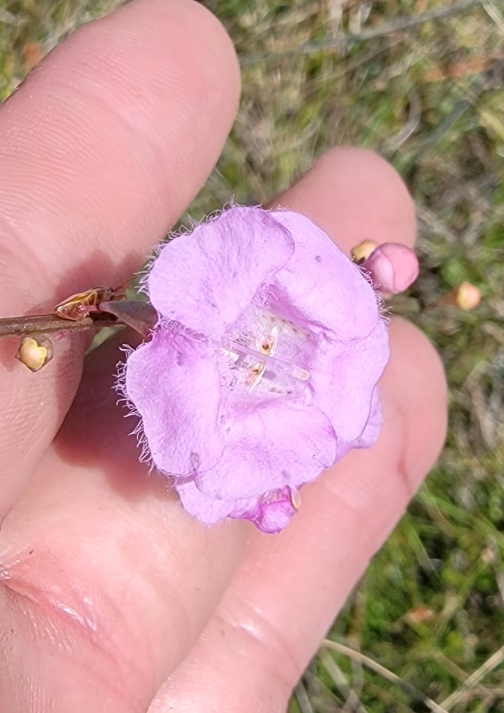 Coastal Plain False Foxglove From Coden AL 36523 USA On September 22 Coastal plain false foxglove from coden al 36523 usa on september 22