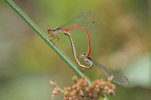Small Red Damselfly