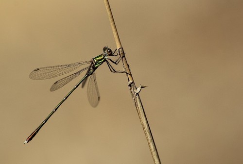 Western Willow Spreadwing