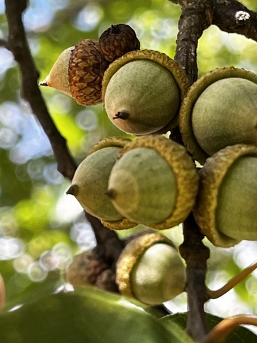 Quercus cupreata
