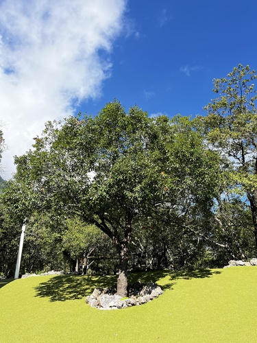 Quercus cupreata