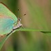 Green Hairstreaks - Photo (c) EBIOPT, all rights reserved, uploaded by EBIOPT