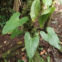 Anthurium obtusilobum image