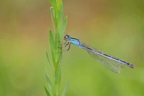 Scarce Blue-tailed Damselfly