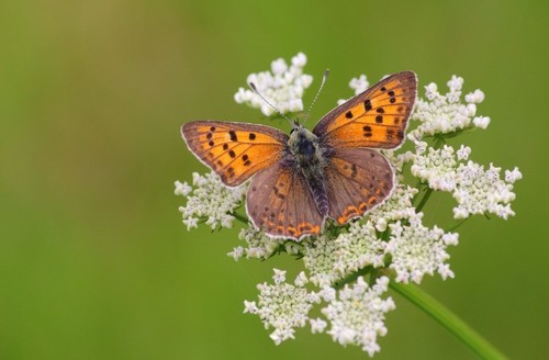 Iberian Sooty Copper