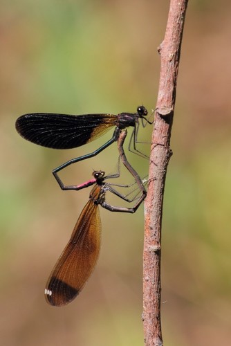 Copper Demoiselle