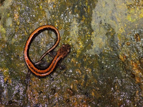 Gold-striped salamander